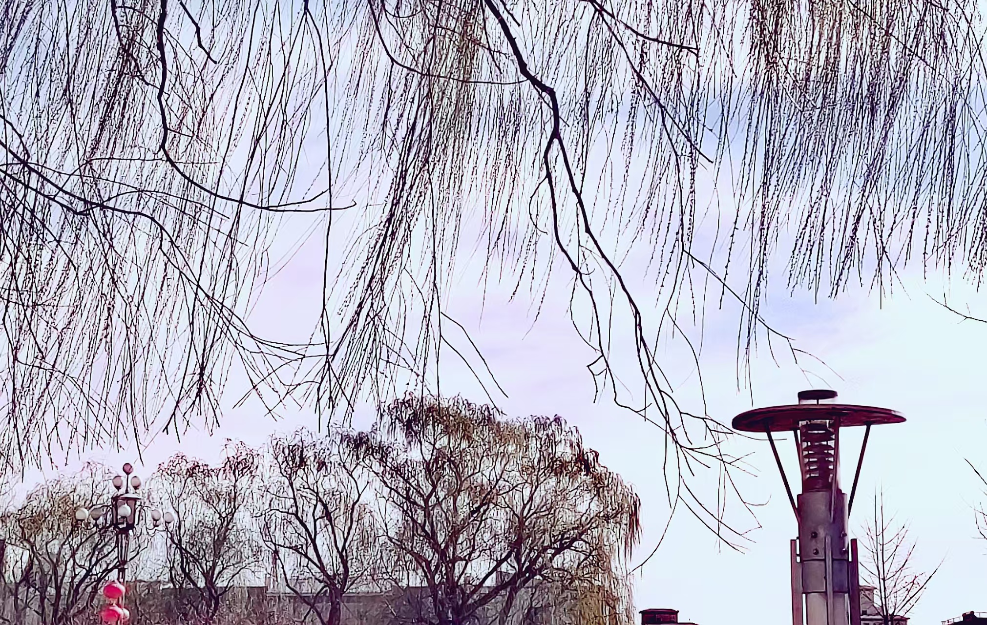 一夜春至柳扶风