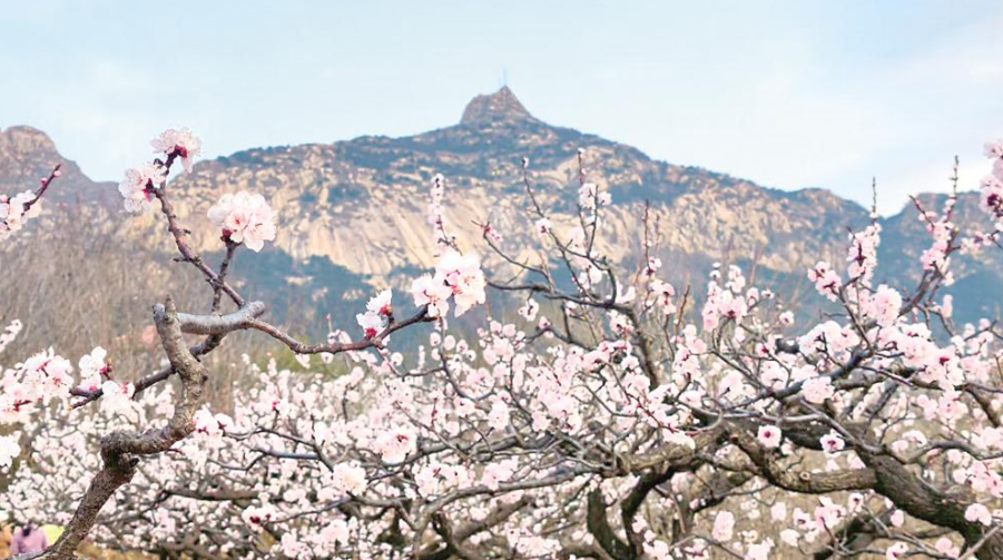 山间繁花