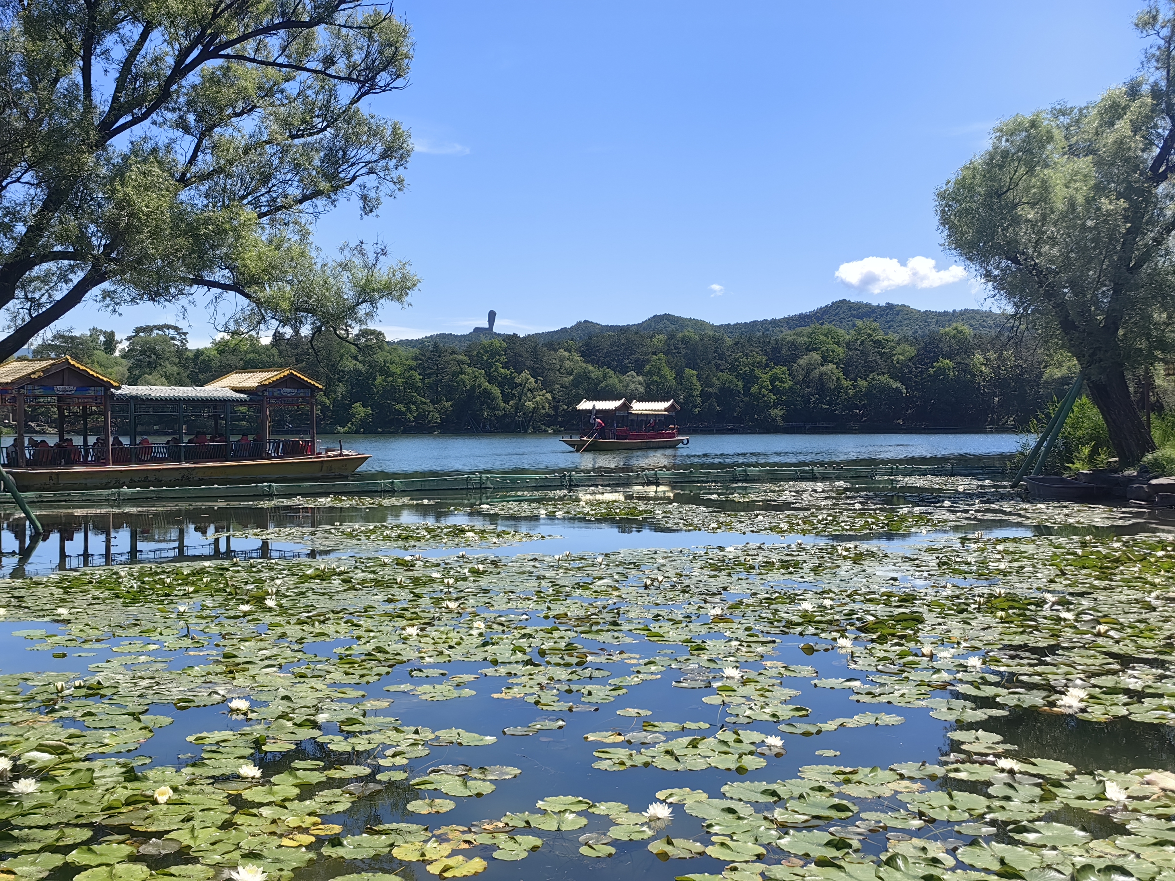 一湖清莲
