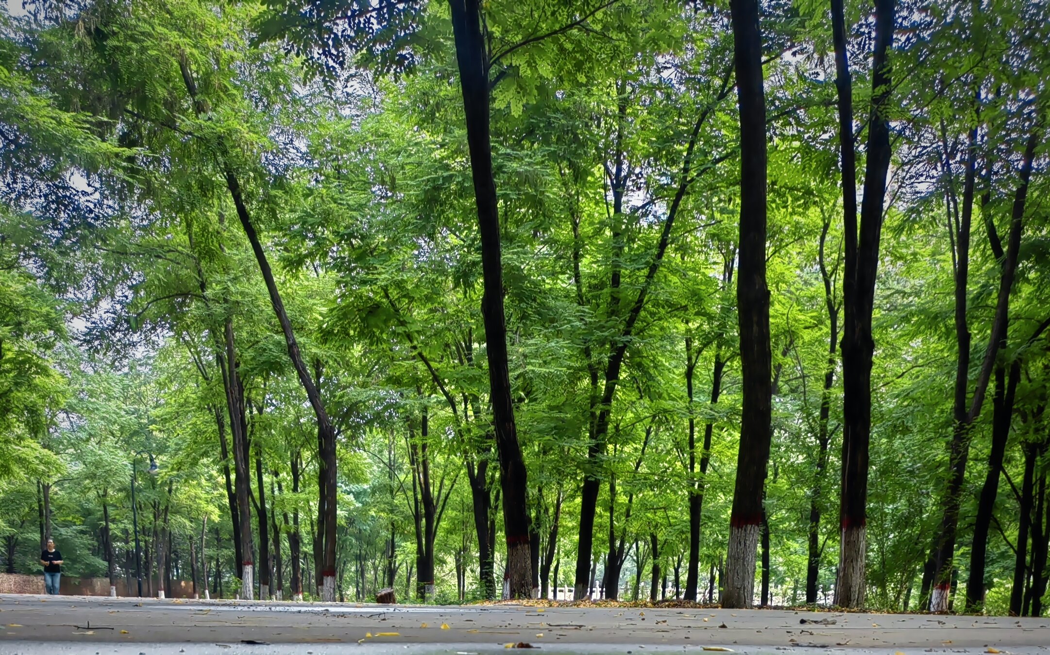 碧树垂清影